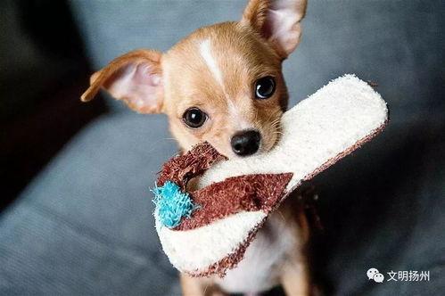 娱乐吃瓜酱狗狗拍照,萌态百出!